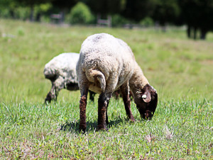 Awassi Sheep